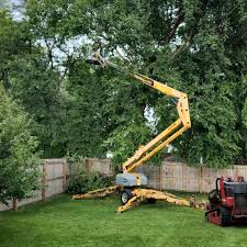 Best Tree Removal  in Westby, WI