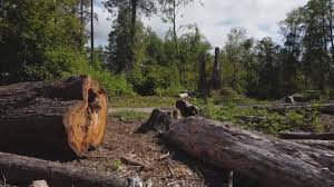 Best Storm Damage Tree Cleanup  in Westby, WI