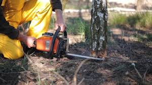 How Our Tree Care Process Works  in  Westby, WI