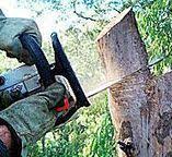 Best Hazardous Tree Removal  in Westby, WI