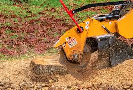 Professional Tree Care in Westby, WI