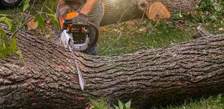 Best Tree and Shrub Care  in Westby, WI