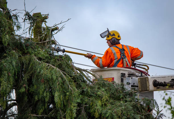 Best Tree Health Inspection  in Westby, WI