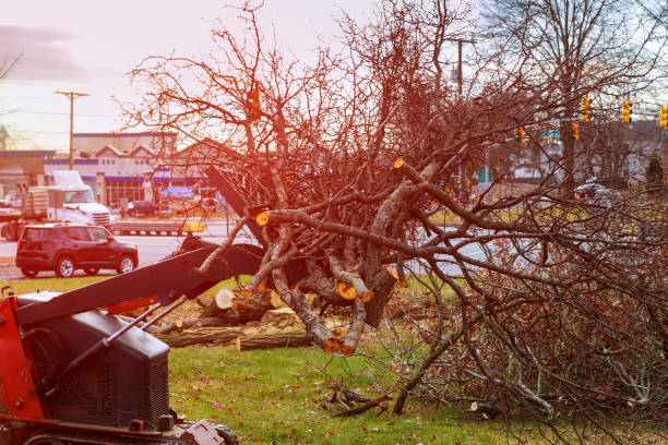 Best Tree Risk Assessment  in Westby, WI