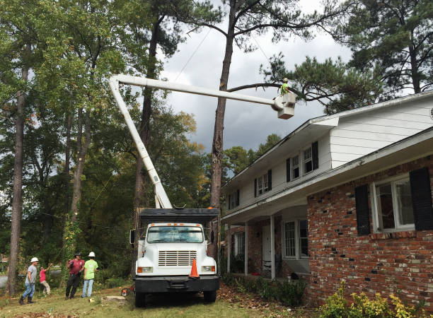 Best Tree Preservation Services  in Westby, WI