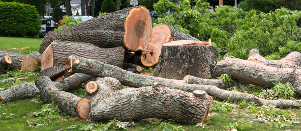 Best Landscape Design and Installation  in Westby, WI