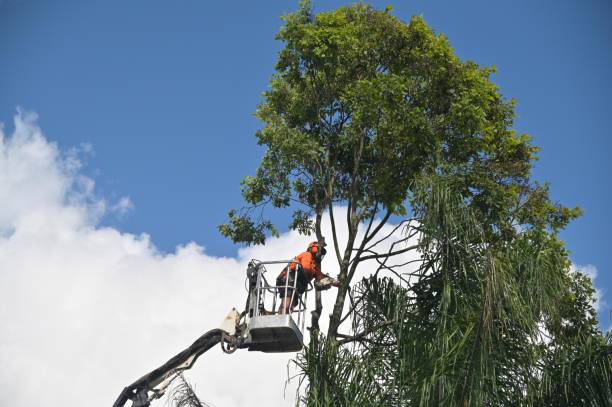 Best Utility Line Clearance  in Westby, WI