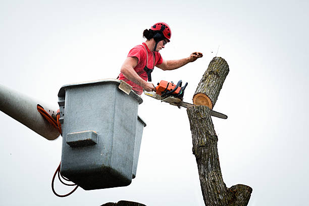 Best Fruit Tree Pruning  in Westby, WI