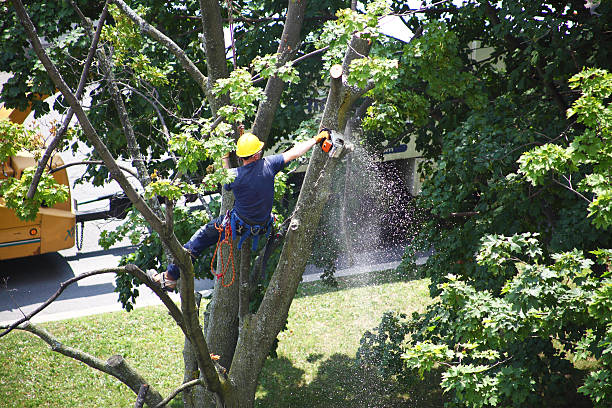 Best Mulching Services  in Westby, WI