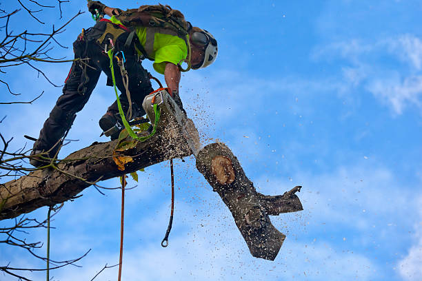 Best Palm Tree Trimming  in Westby, WI