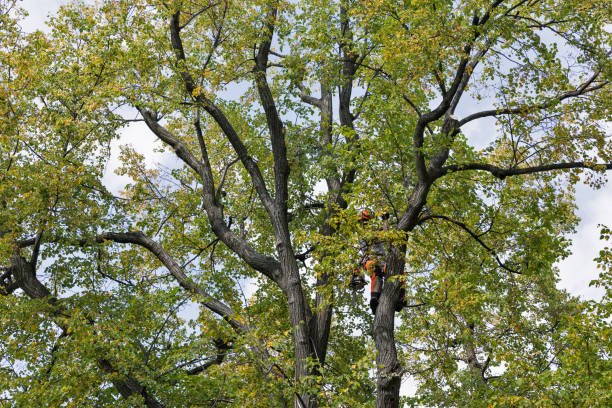 Best Commercial Tree Services  in Westby, WI